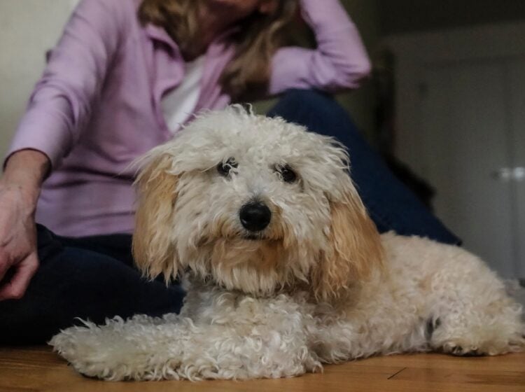 An 8-month-old poodle named Bondi