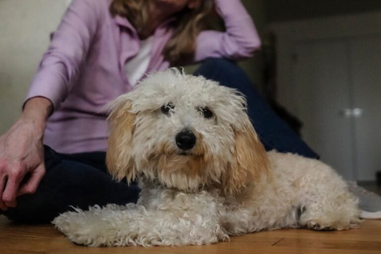 An 8-month-old poodle named Bondi