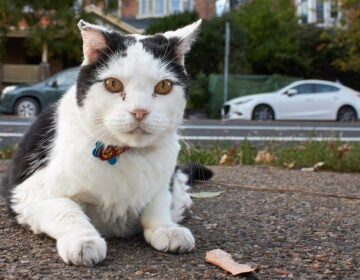 Huckle cat is the unofficial block captain