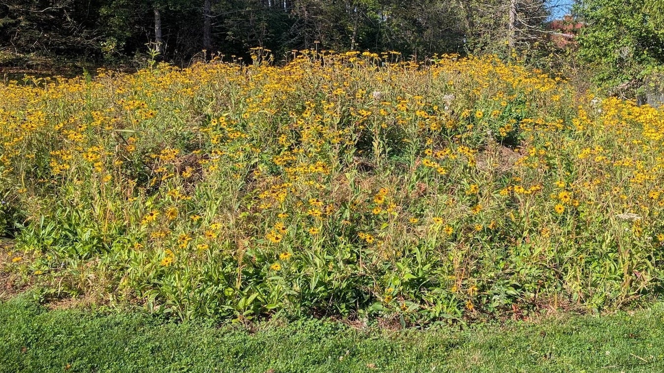 Gardener’s guide: How to convert your home lawn into a meadow