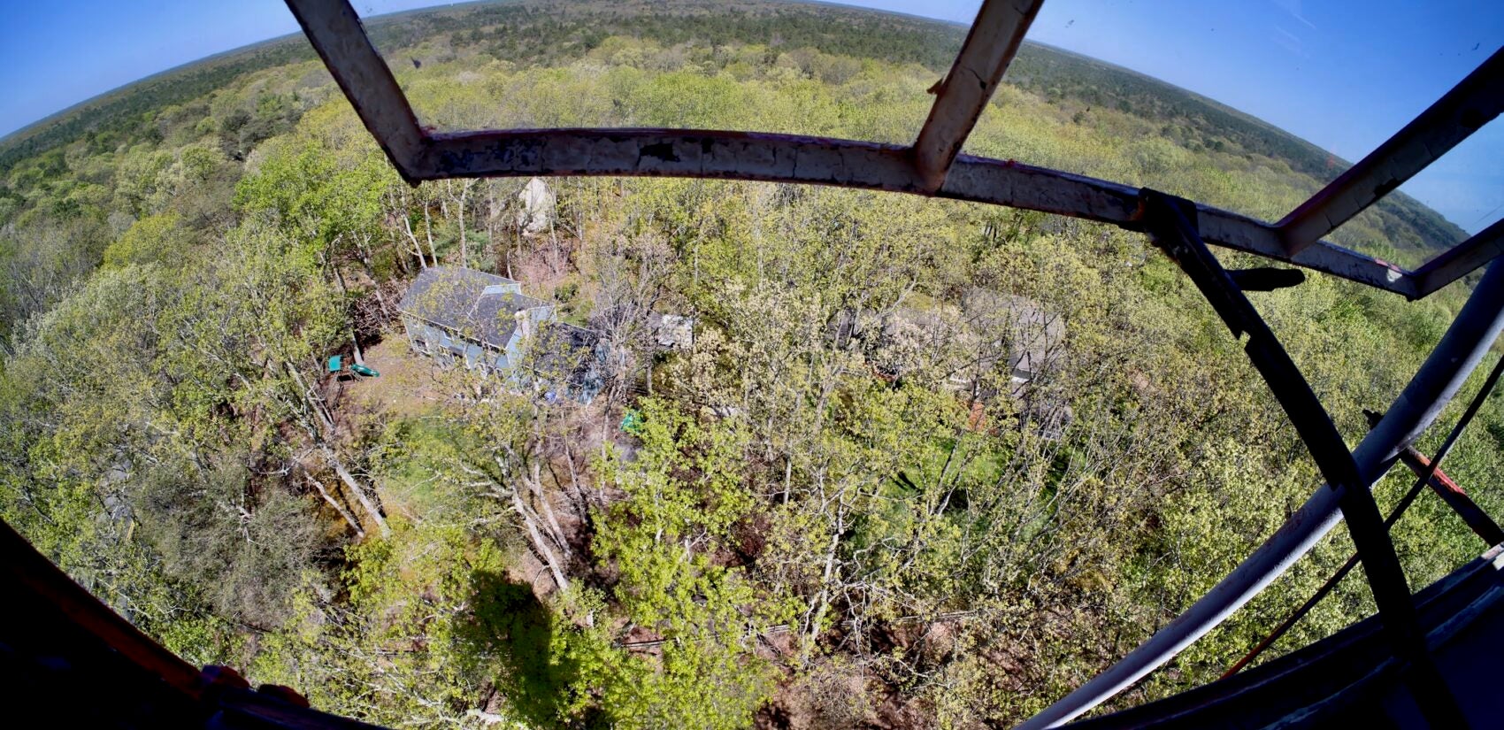 A view of the forest from the Medford Fire Tower.