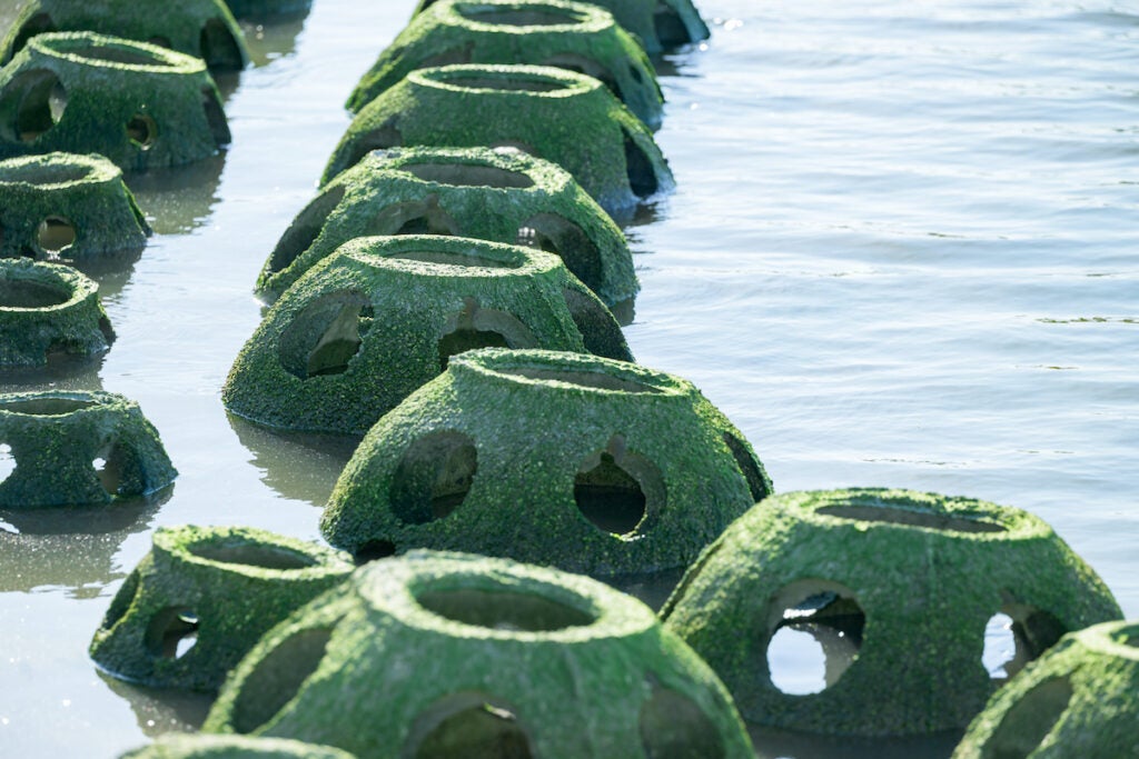 man-made domes that mimic natural reef systems sit on the top of the water in Lewes, Delaware