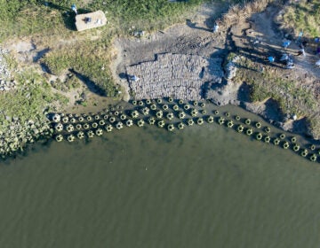 The living shoreline off the coast of Lewes, Delaware