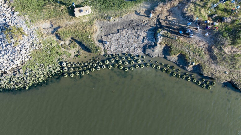 The living shoreline off the coast of Lewes, Delaware