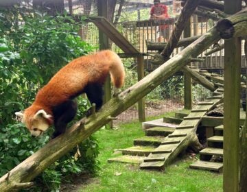 Wally-tree-2026-06-09 Wally the red panda is walking down a branch at the zoo.