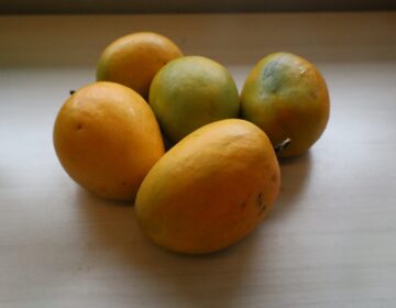 mango-bp-2026-06-23 A closeup of a group of mangoes sitting on a table