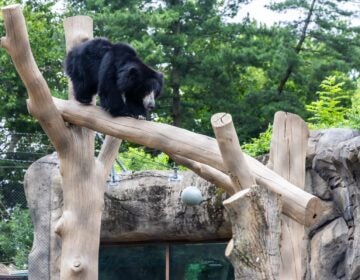 07-07-2026-k-paynter-sloth-bear-baloo-philadelphia-zoo-2 Baloo, a sloth bear living at the Philadelphia Zoo