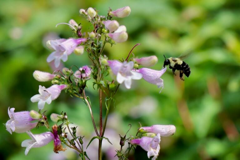Calico Beardtongue