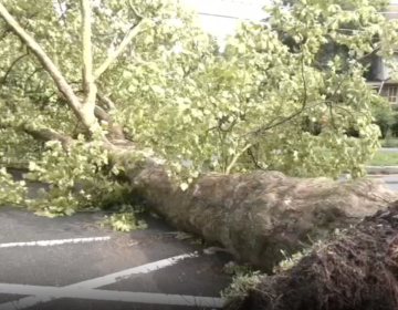 6abc-downed-tree-071226 Downed tree from microburst in Philadelphia