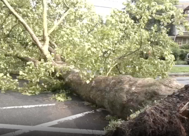 Downed tree from microburst in Philadelphia