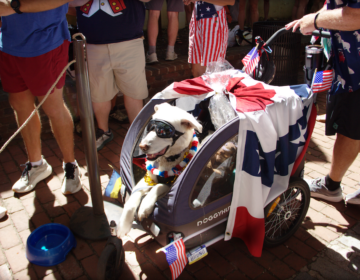Pet-Parade-CL-7426-06 Bruno in stroller at dog show