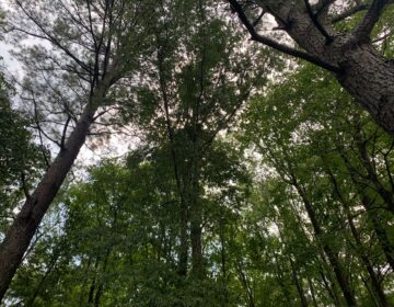 A forested area