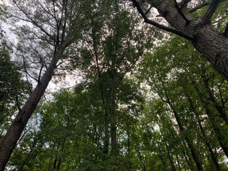 A forested area