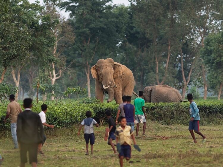 In India, tea gardens often attract wild herds of Asian elephants, causing wildlife to clash with civilization. (Avijan Saha)