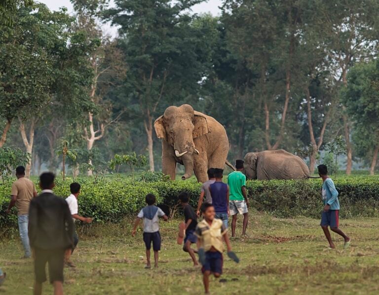 In India, tea gardens often attract wild herds of Asian elephants, causing wildlife to clash with civilization. (Avijan Saha)