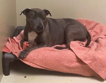 acct-philly-sasha-dog-LT-071924 A dog is lying on a pink towel in a dog bed at the shelter.