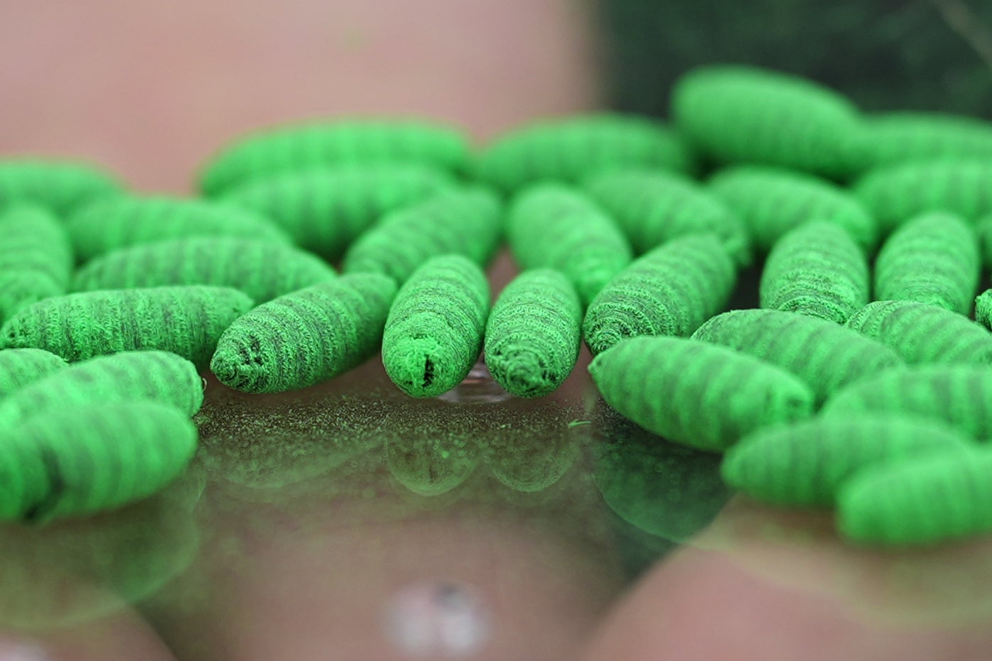 multiple dyed fly pupae