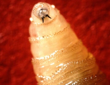 new-world-screwworm-fly-larvae-cropped A close-up of a New World screwworm maggot