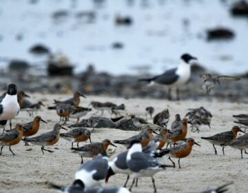 red-knots-endangered-beach-NJ-CN-012522-pe Red knots birds are pictured on the beach