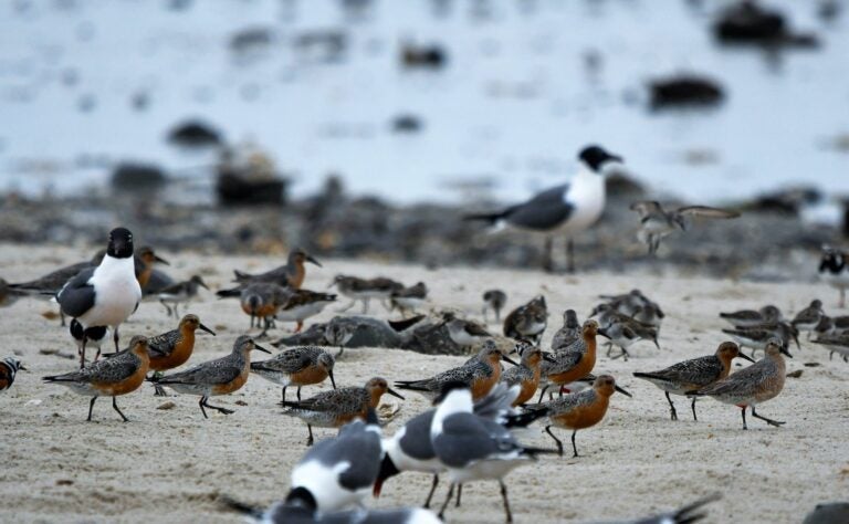 Red knots birds are pictured on the beach