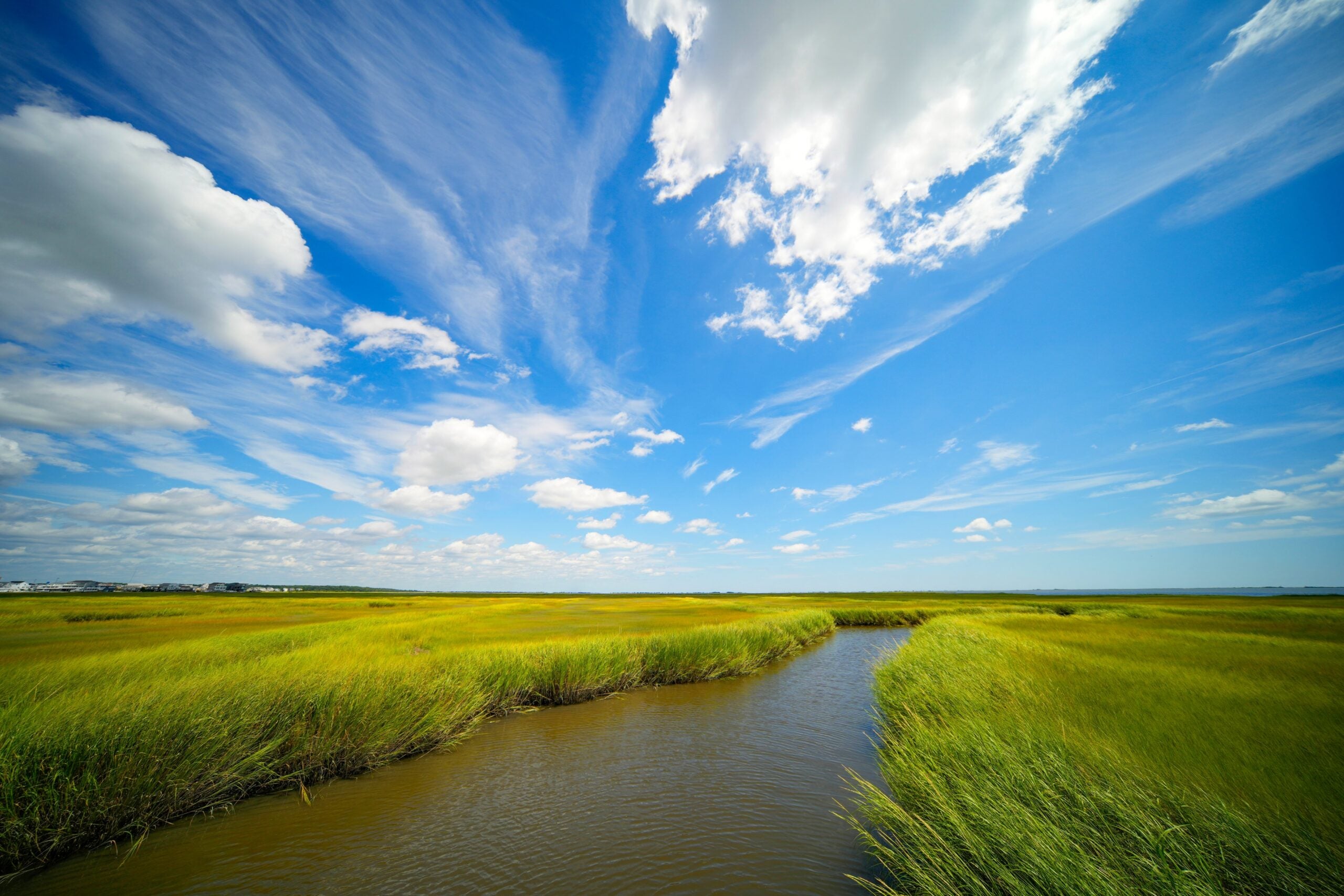 A New Jersey coastal salt marsh