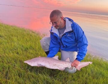 sand-tiger-shark-monmouth-university Keith Dunton holds a sand tiger shark