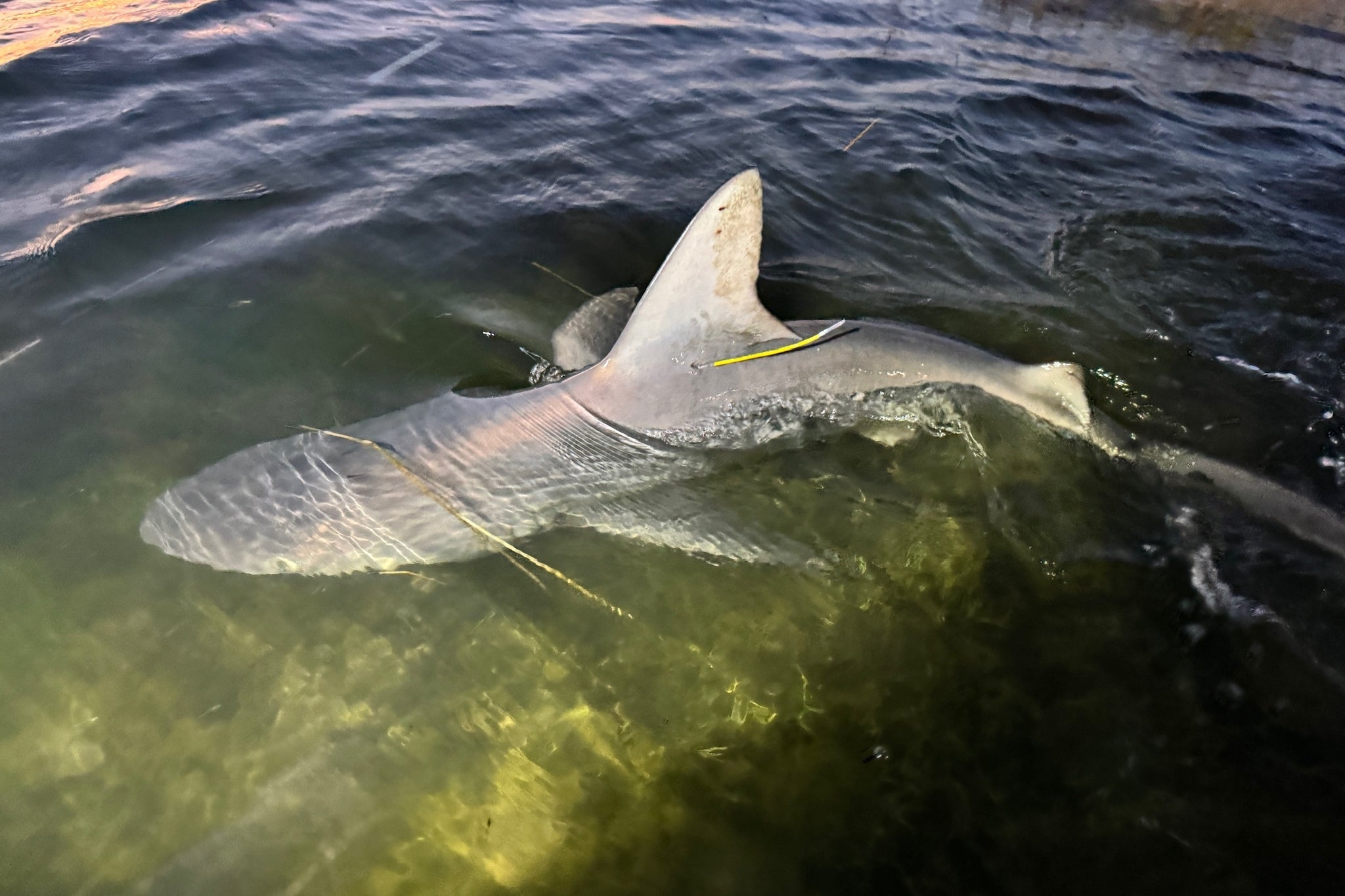 A sandbar shark swimming