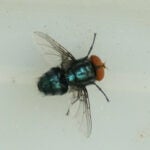 whyy.org - Nicole Leonard - Pa. moves to prevent parasitic screwworm fly from infecting farm animals, pets