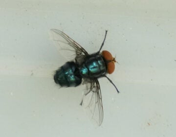 A screwworm fly