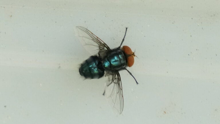 A screwworm fly