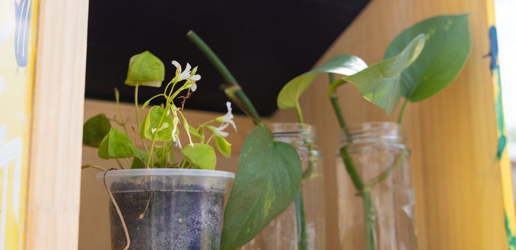 An oxalis plant and pathos in the little plant library