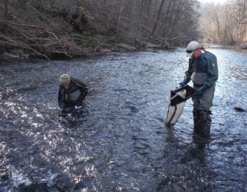Scientists hold nets filled with insect samples as they wade through water in a creek