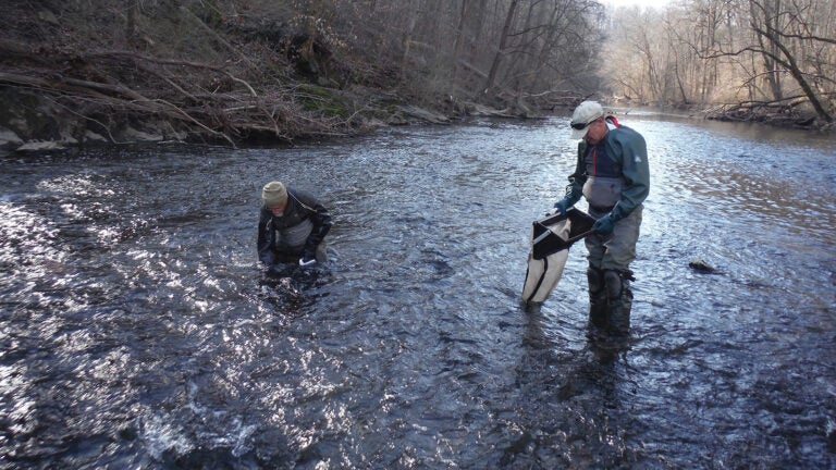 Scientists hold nets filled with insect samples as they wade through water in a creek