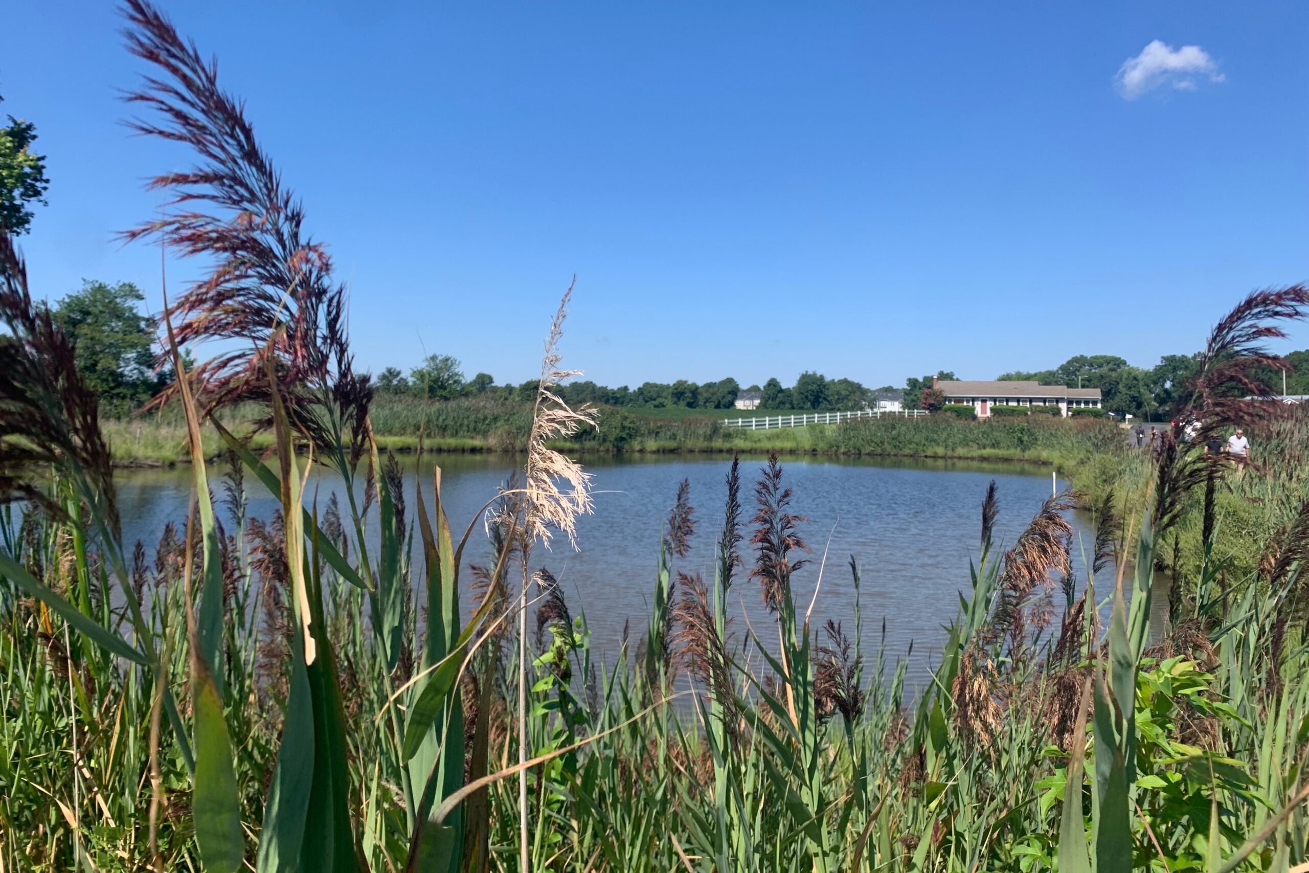 a pond at the Ard Na Gréine farm