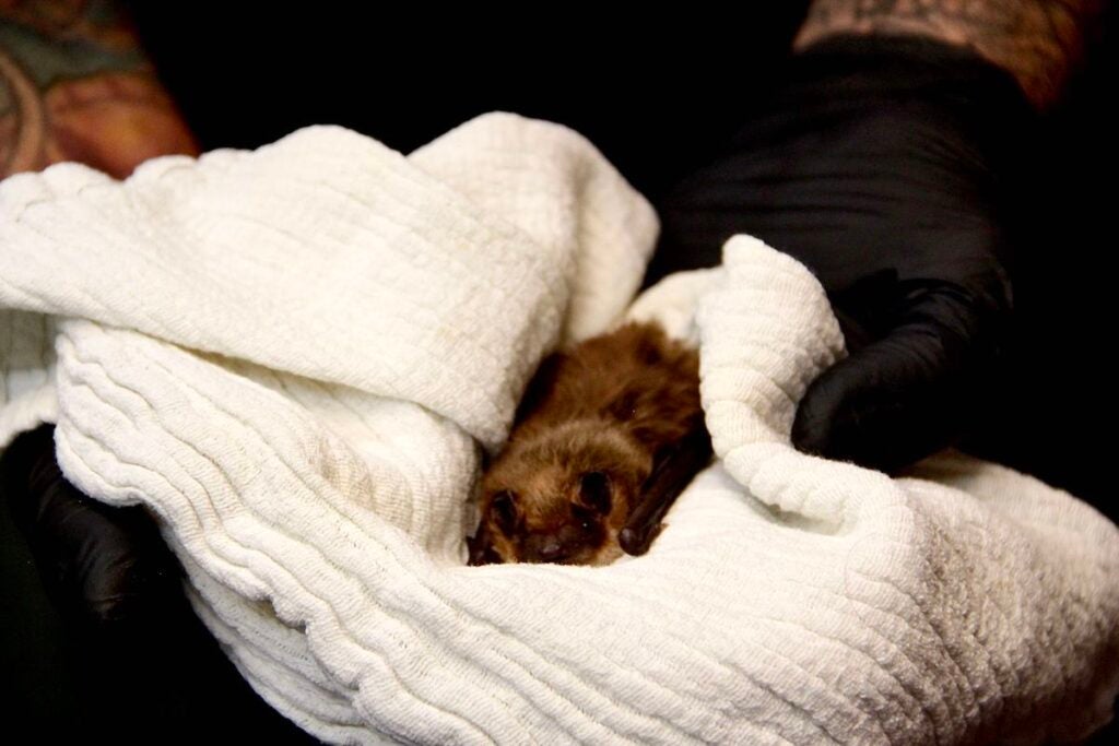 Zuri in blanket