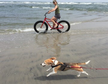 Hammy, the beagle, runs along the beach. (Courtesy of Melanie Kaplan) Hammy, the beagle, runs along the beach. (Courtesy of Melanie Kaplan)