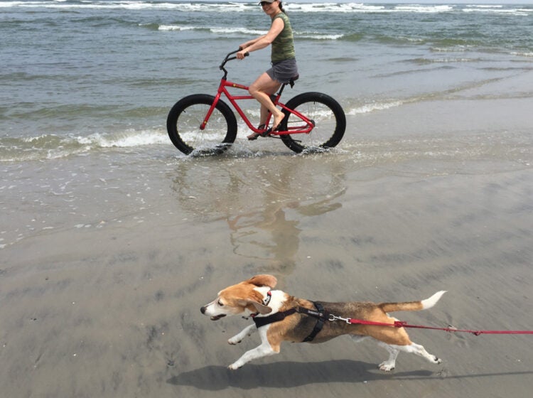 Hammy, the beagle, runs along the beach. (Courtesy of Melanie Kaplan)