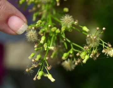 Warming Ragweed A finger points to a ragweed plant