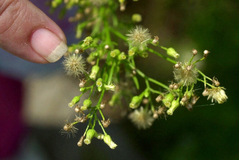 A finger points to a ragweed plant