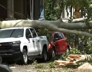 storm-6ABC-West Philadelphia-2026 a fallen tree on two cars