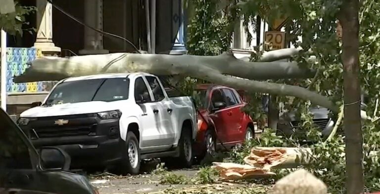 a fallen tree on two cars