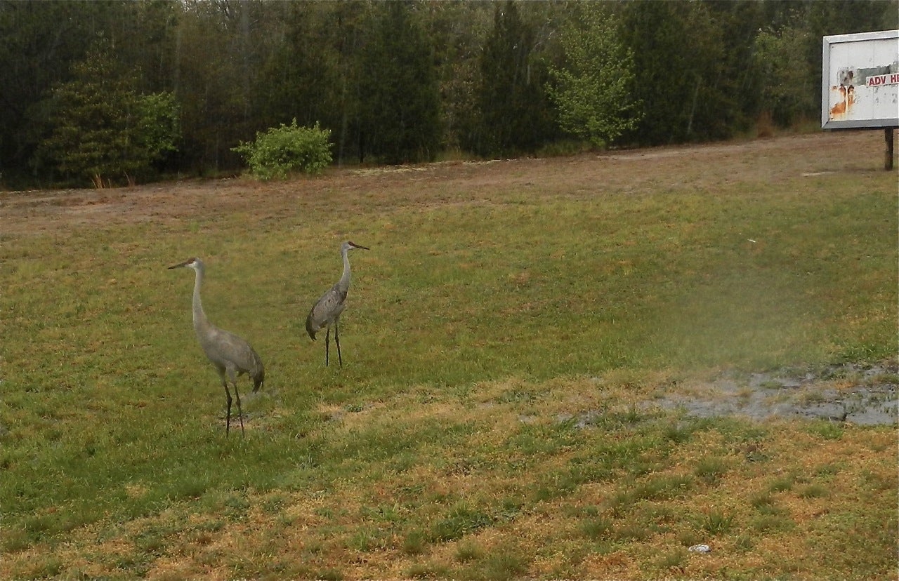 PlanPhilly gets an eyeful of ornithological surprise