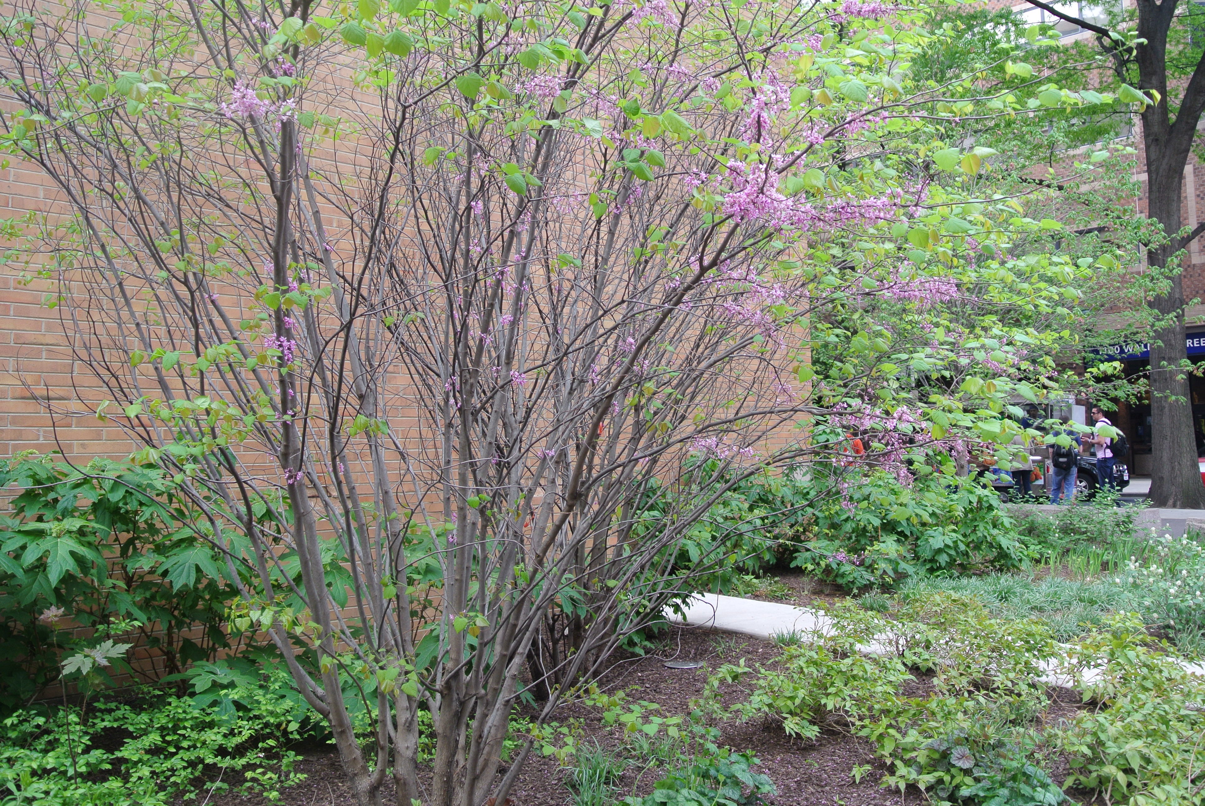 Greco/Thomas Jefferson University's Lubert Plaza