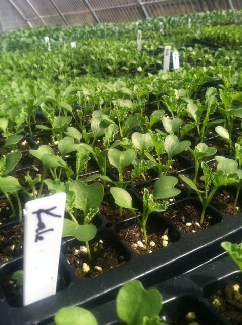 Kale seedlings for the garden