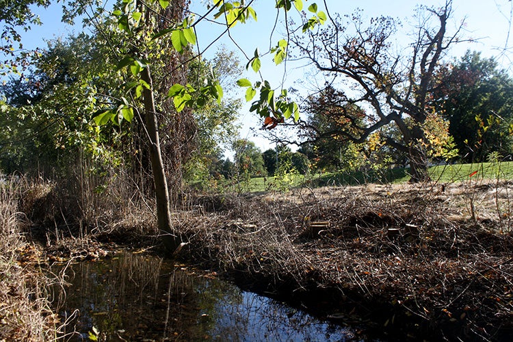 Watershed partnership plants riparian buffer at Abington Junior High