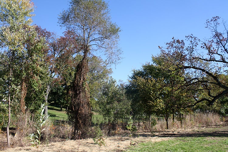 Watershed partnership plants riparian buffer at Abington Junior High