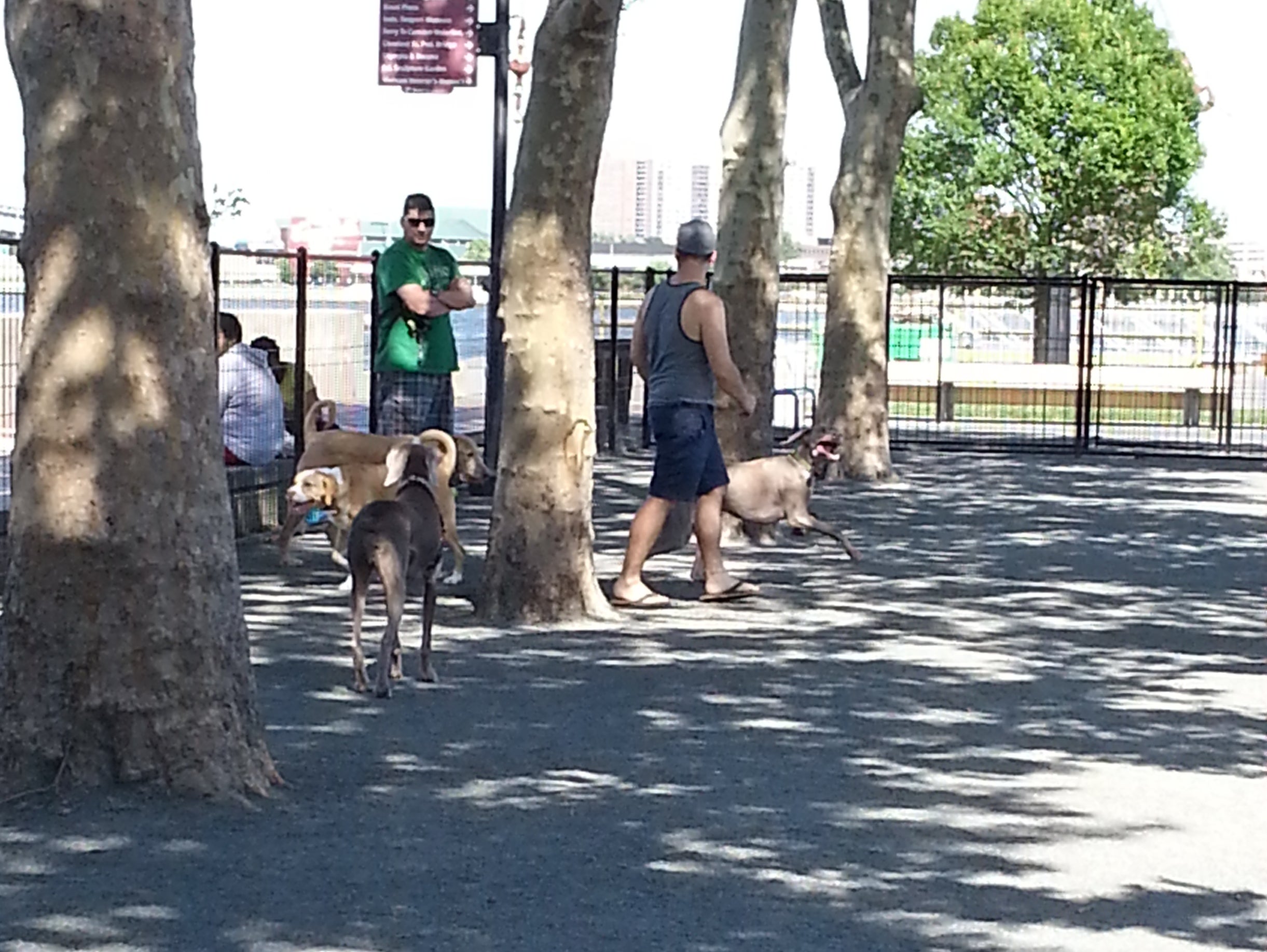 Dogs playing in the dappled shade of the park