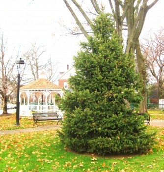 Fox Chase will decorate this evergreen in Lions Park for its Christmas Tree Lighting Dec. 3. Photo by G.E. Reutter