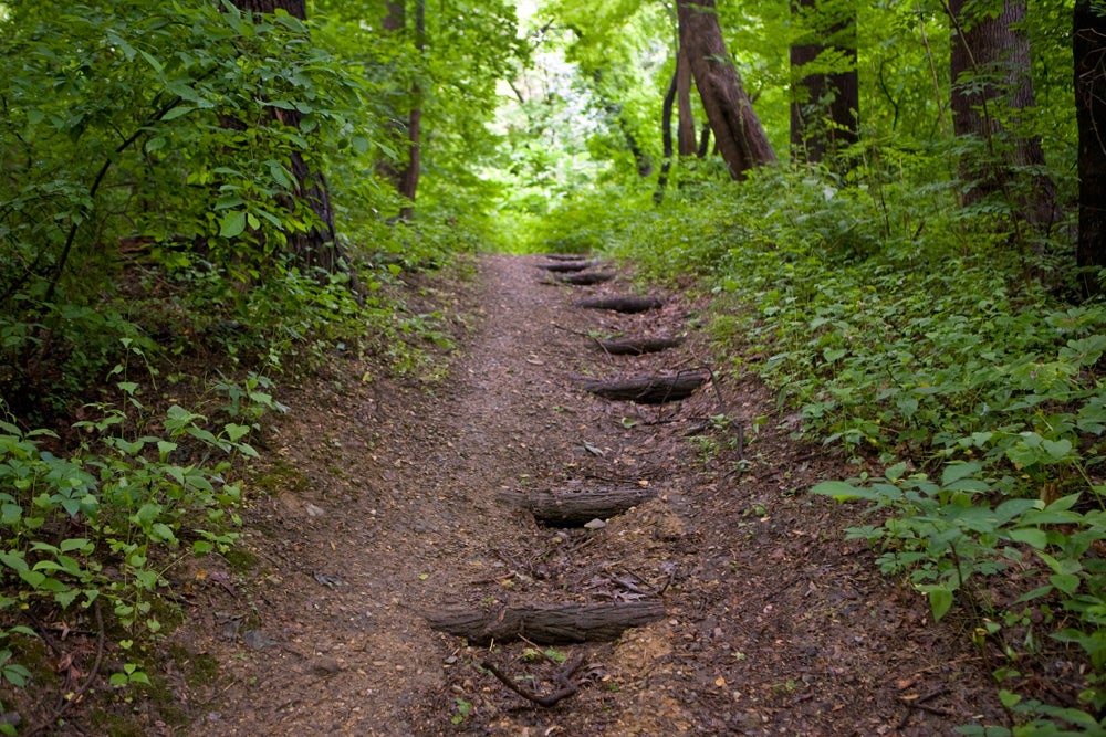 Trail engineering: small logs help prevent erosion on a semi-steep climb on the Belmont Trails.