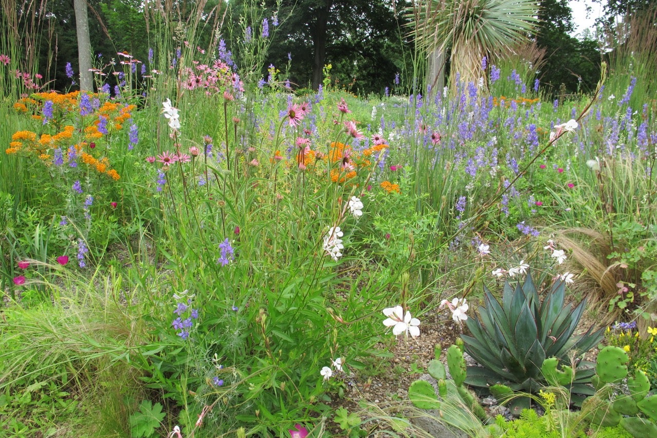 Chanticleer awash in color in June